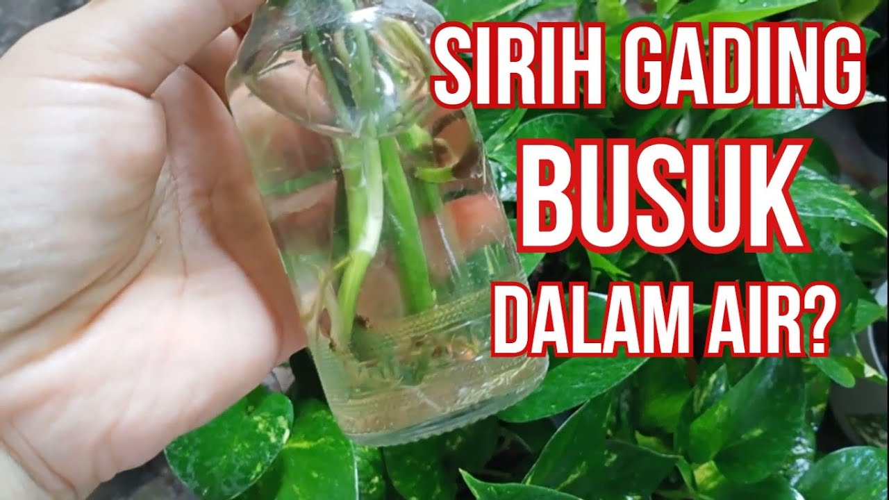 Cara Simple Agar Akar Sirih Gading Media Air Tidak Busuk