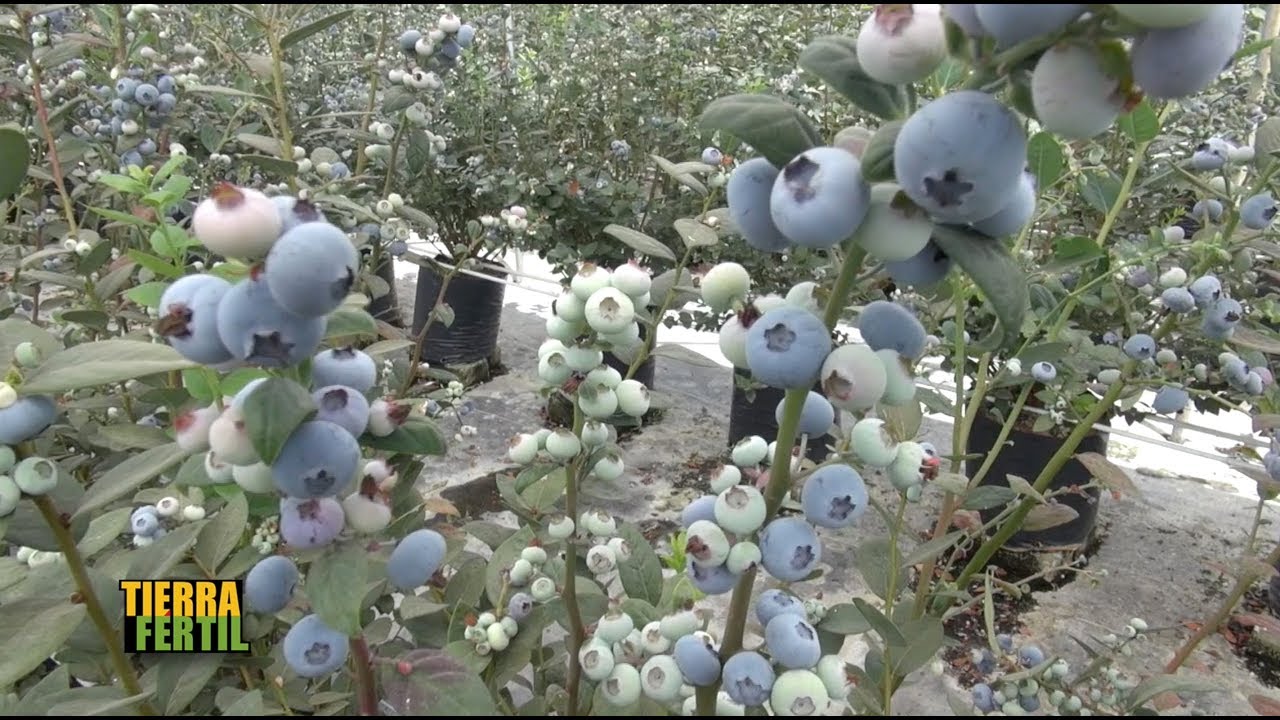 TIERRA FÉRTIL TV-PRODUCCIÓN DE ARÁNDANO (28.04.18)