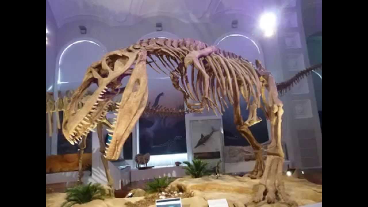 The Finnish Museum of Natural History