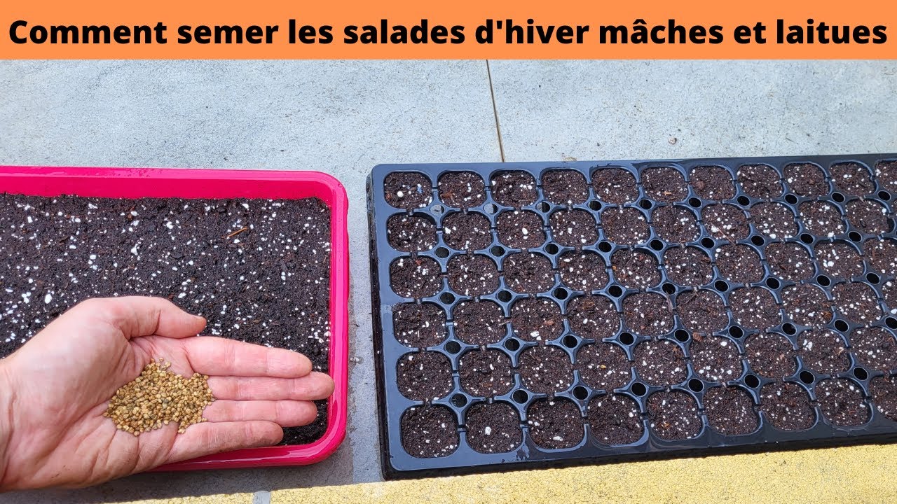 Comment semer les salades d'hiver mâche et laitue