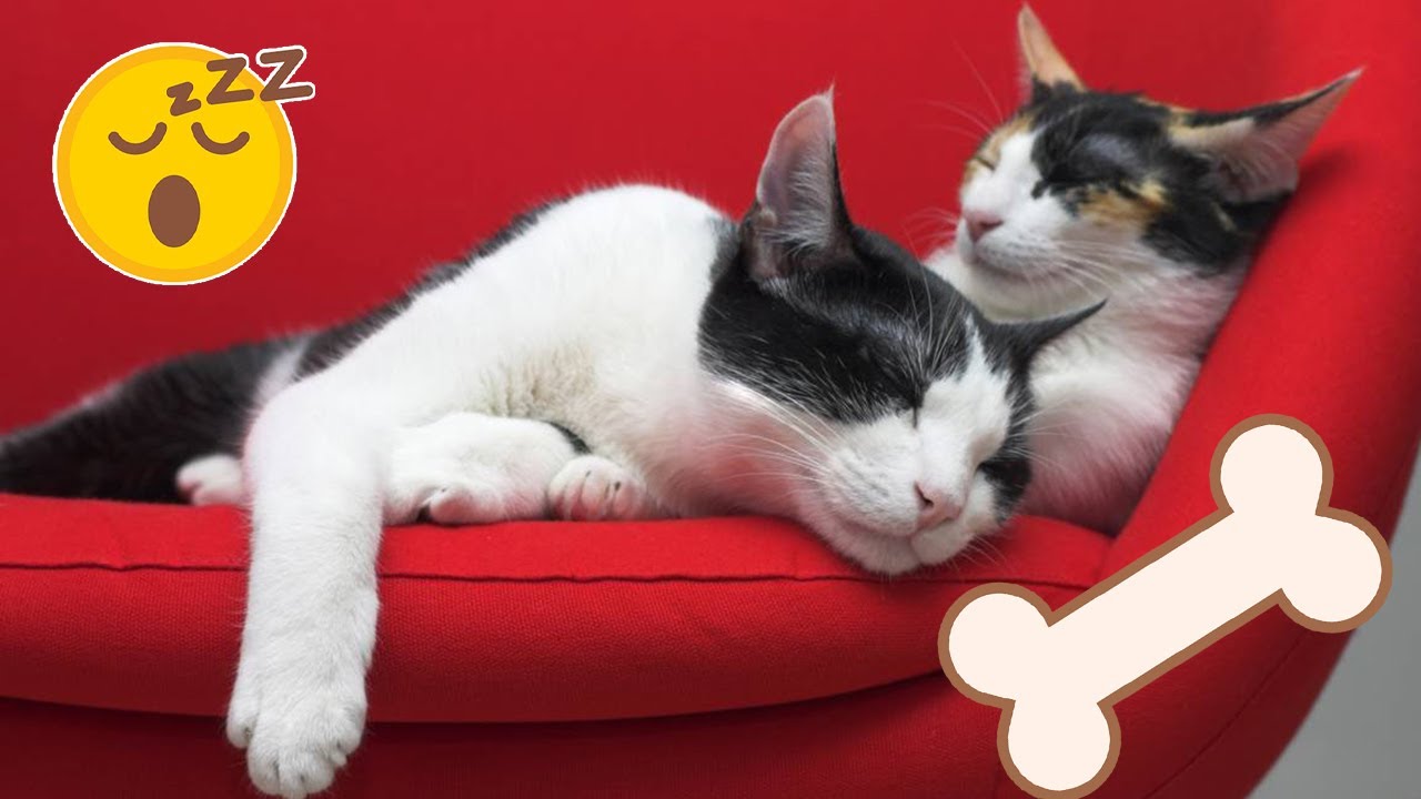 Musica para Relajar a Mi gatos 🐱Musica Especial de Terapia para Gatos 🐱Relaja y Calma a tu Felino!