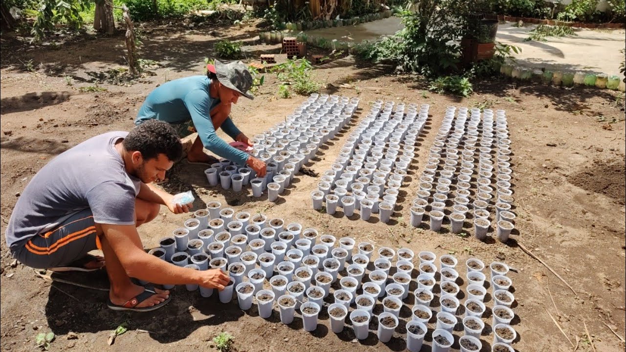como fazer mudas de maracujá + mostrando como está a plantação