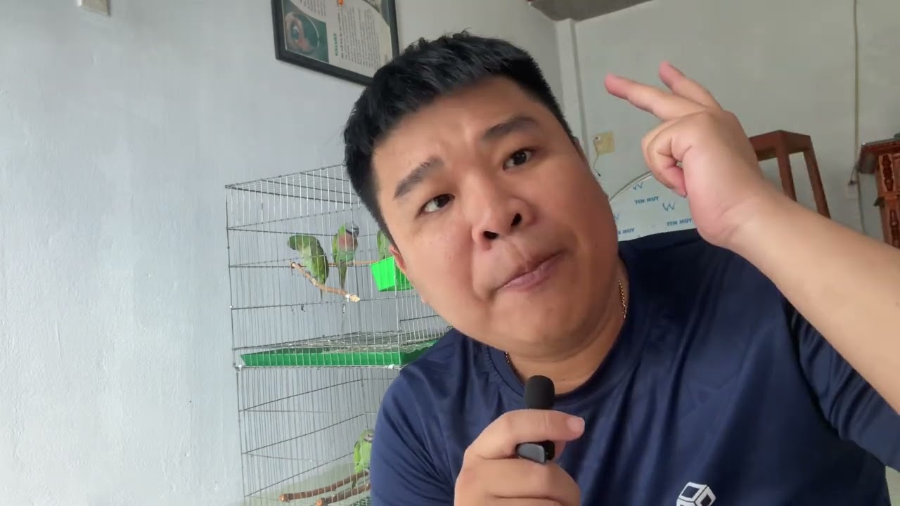 Nguyên nhân vẹt nhà bạn , nuôi mãi mà không chịu kêu hay học nói ,( nguyên nhân và cách khắc phục ) 