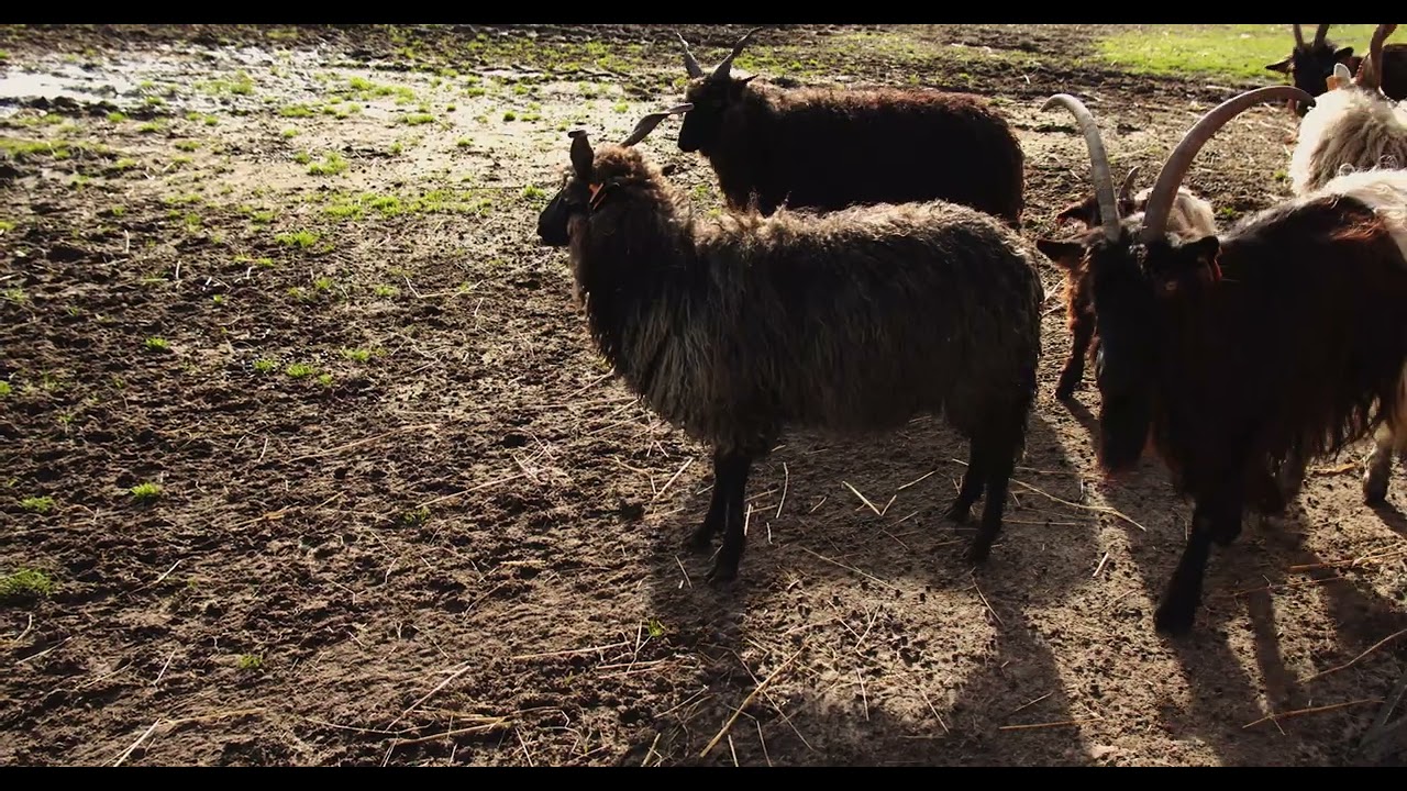 [PointFOOTAGE] Animals - Sheep Hungarian ratska and sable goat nature - LS - 5795240 - SloMo