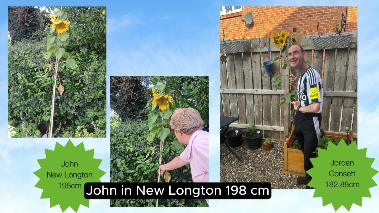Progress Housing Group Sunflower Growing Competition 2025