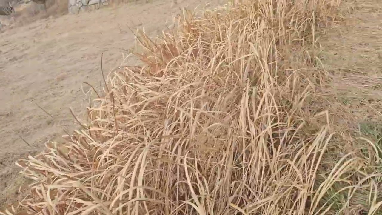 이 밭에 어느 작물이나 나무 심으면 돈이 될까요~~좋은것 없을까요~~300만원  1년간 투자 쯤 해 주실분 찿습니다 ~~ 문의 010 5051 5316  입니다