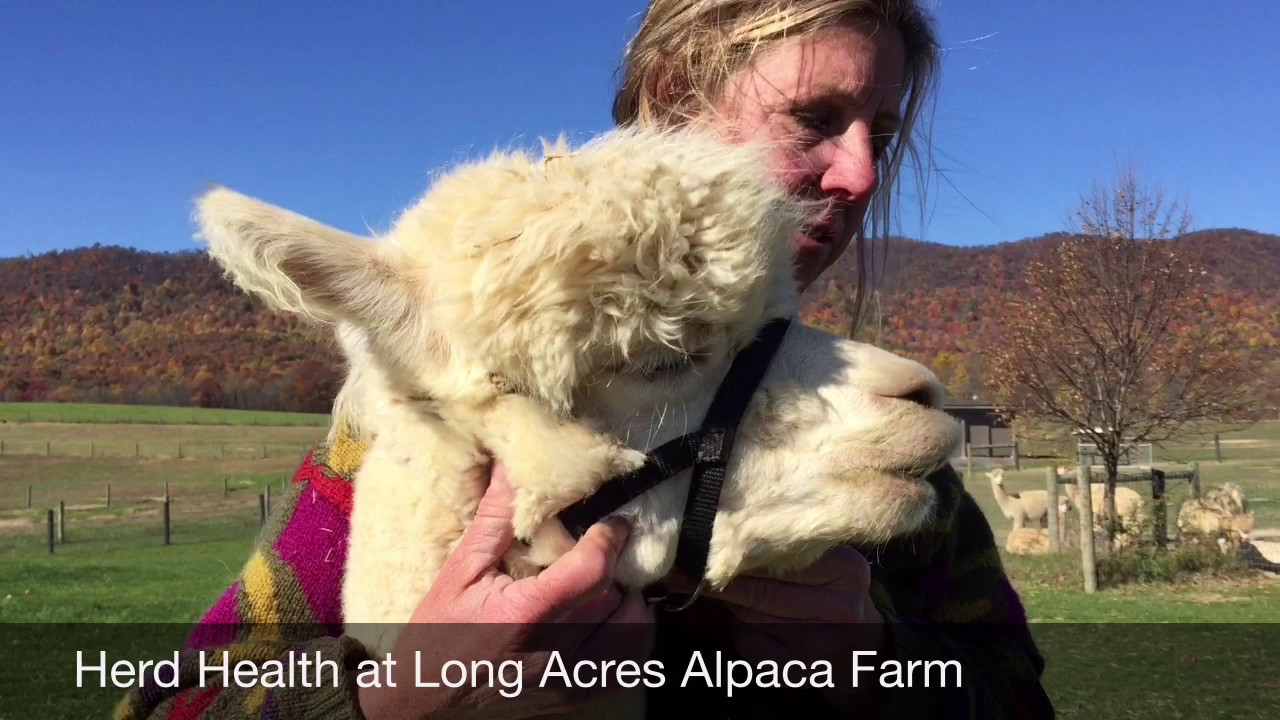 Alpaca Herd Health At Long Acres Alpaca Farm