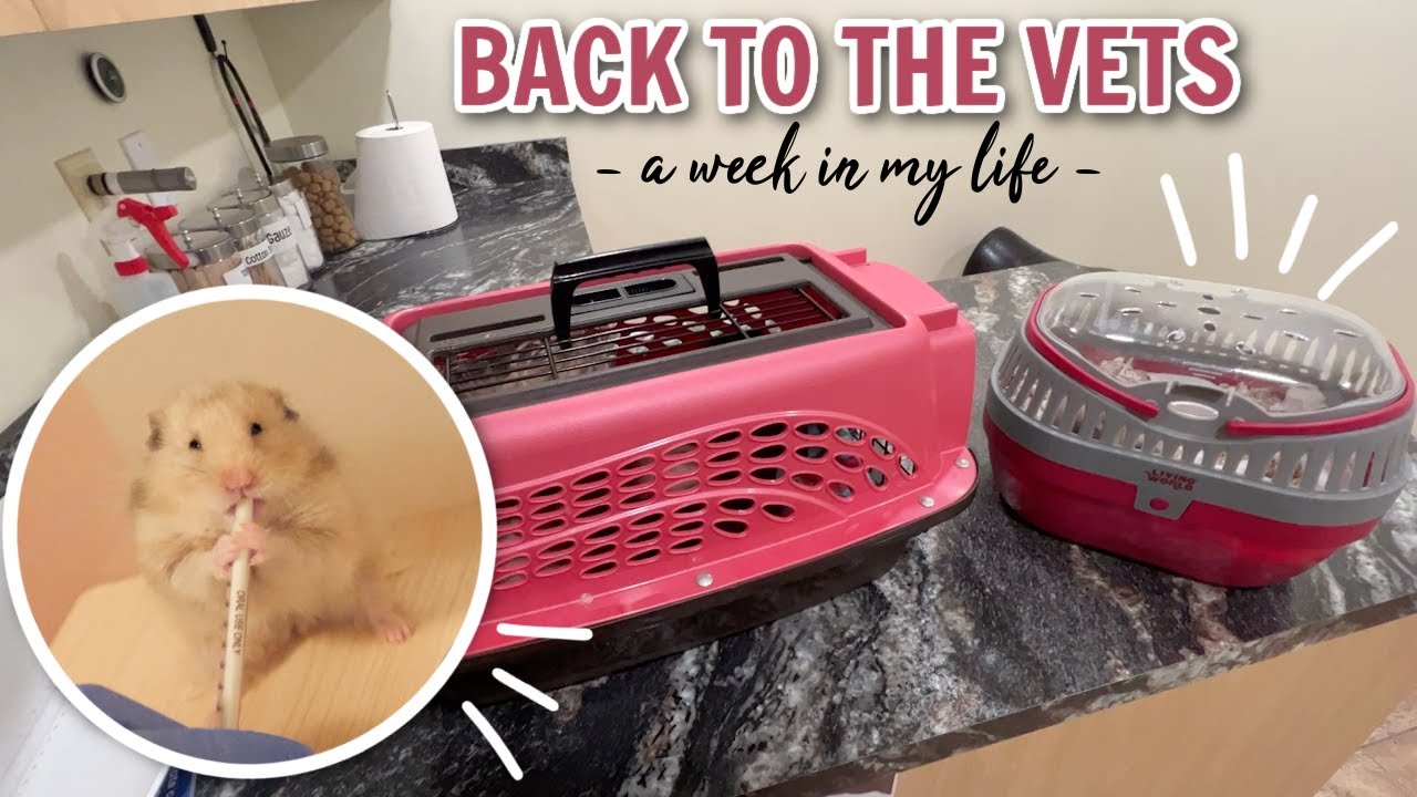Back to the Vets...AGAIN  | a Week in my Life (Dec 2022)