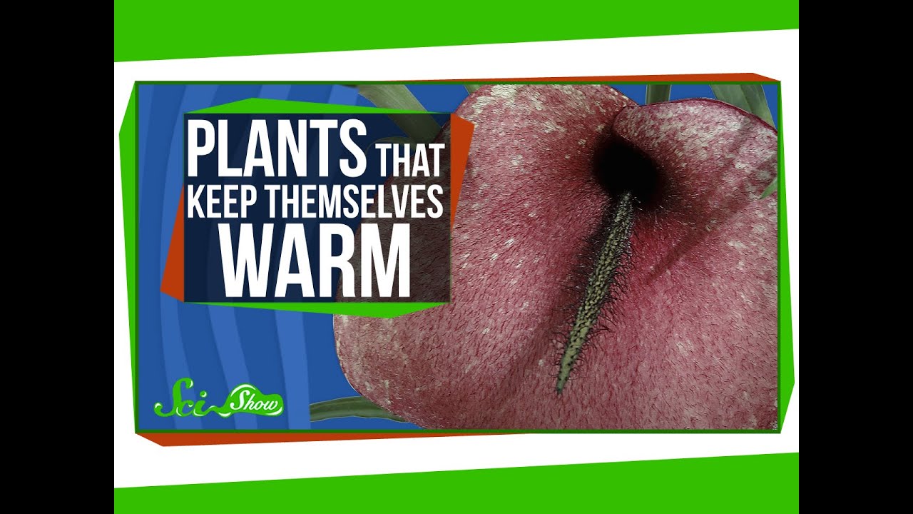 Plants That Keep Themselves Warm