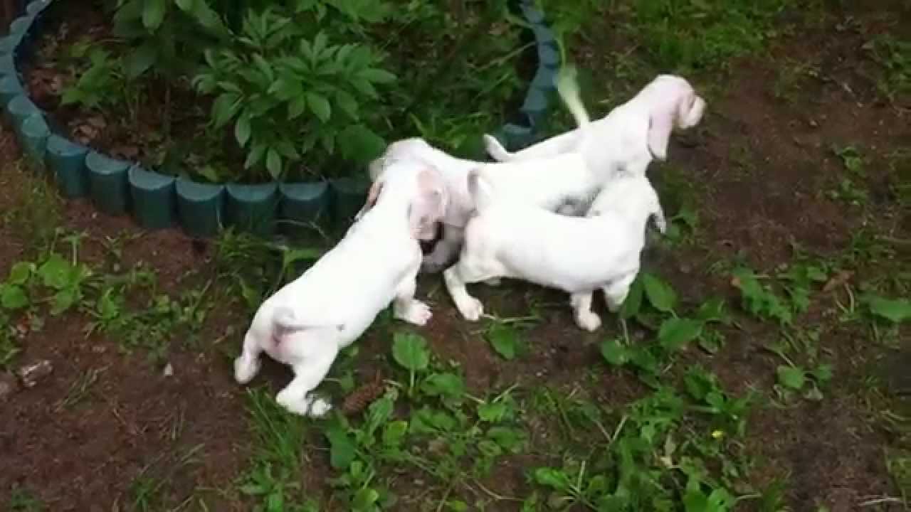 kennel MAAHES / Puppies of Sabueso Espa&ntilde;ol in Russia