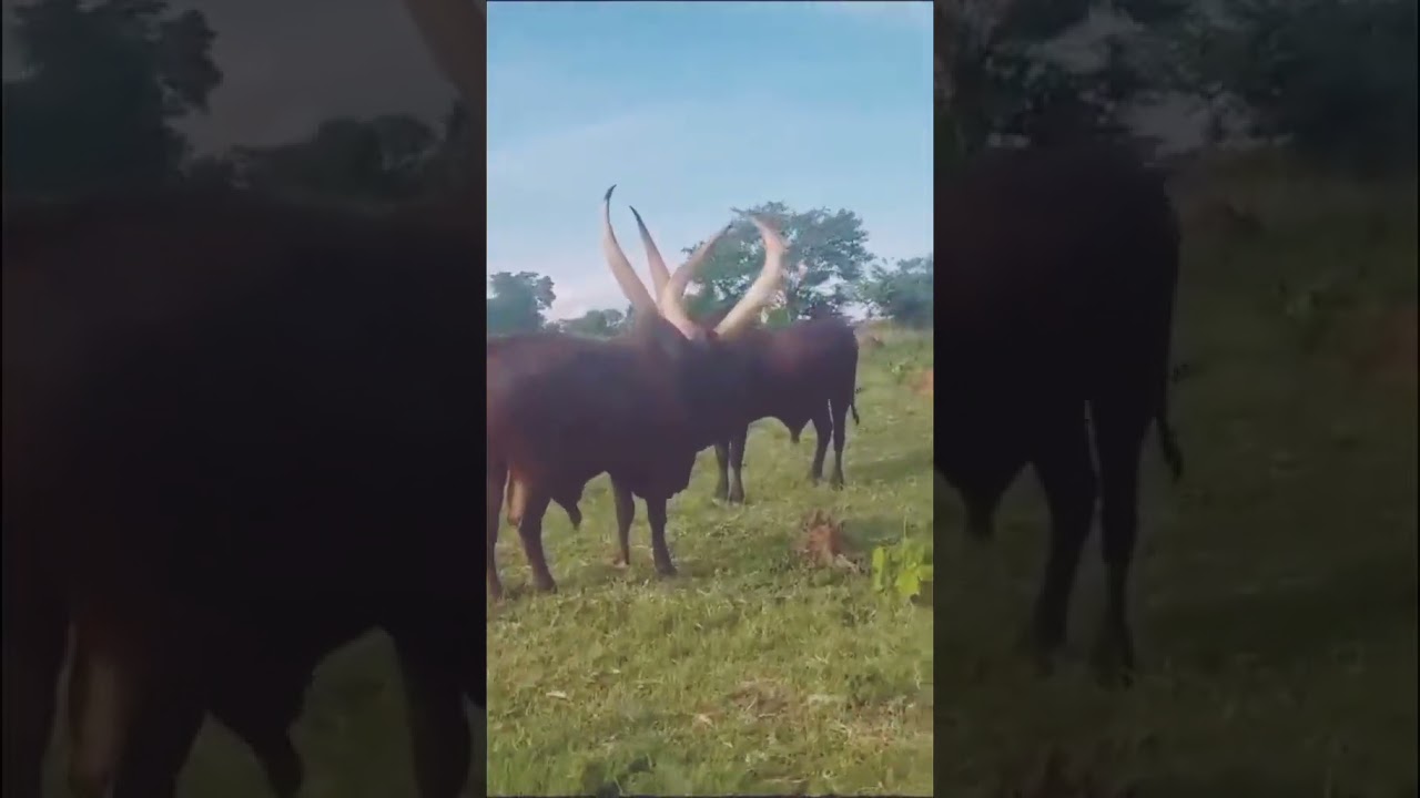 Ankore bulls #banyankore