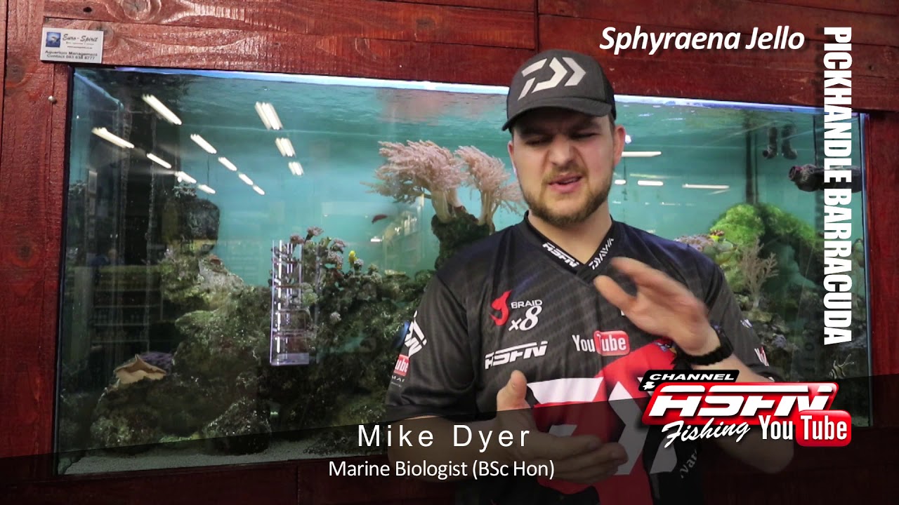 Species | Pickhandle Barracuda