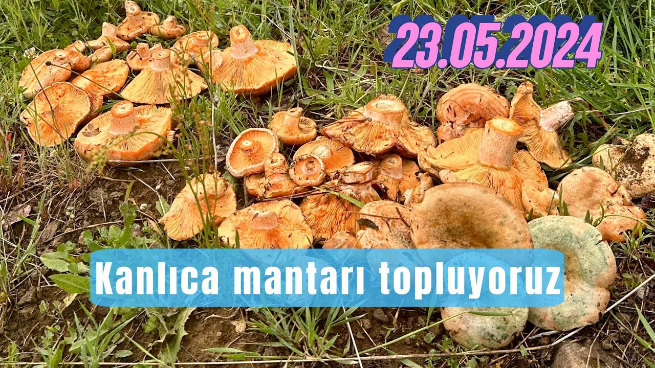 Kanlıca mantarı peşinde.. #kızılcahamam #camlidere #kanlıcamantarı #mantaravcısı #mantar #ankara