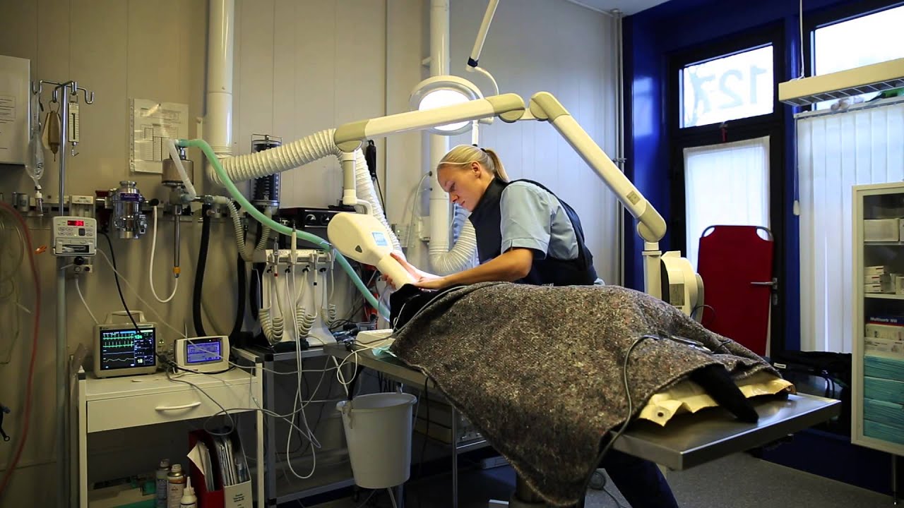 Bella Dyreklinik - Dyrl&aelig;ge i Br&oslash;nsh&oslash;j K&oslash;benhavn