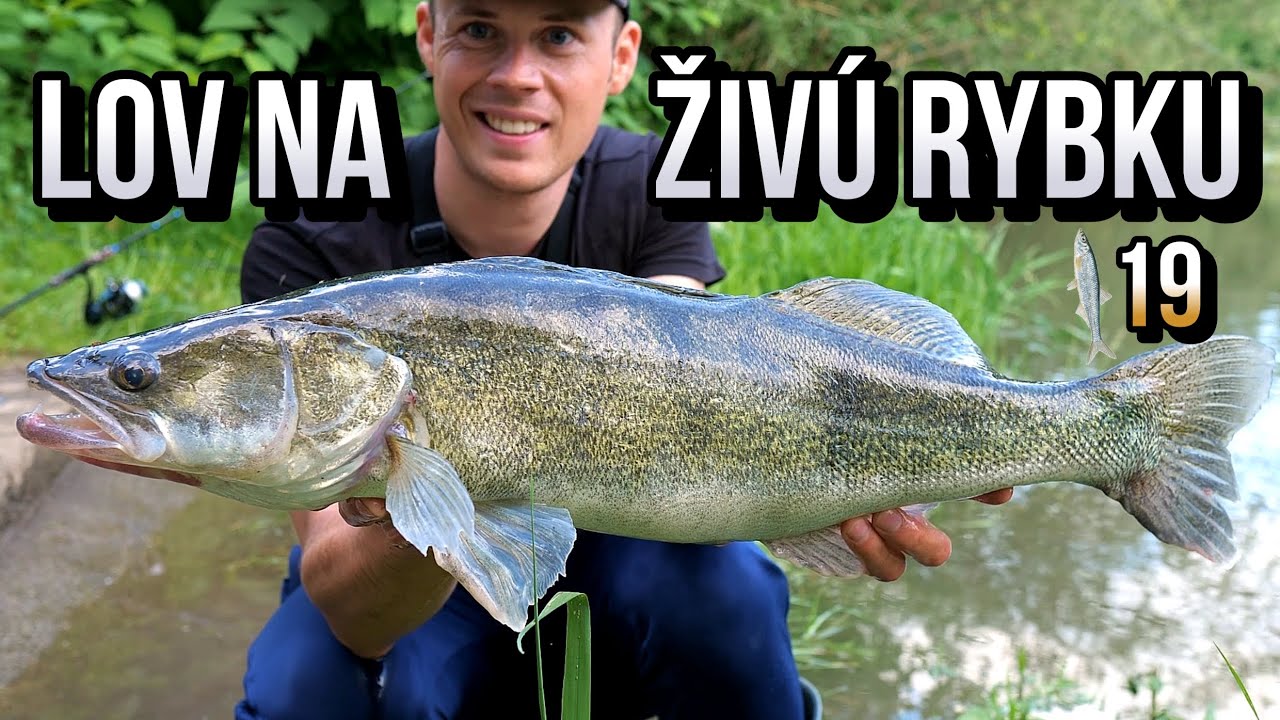 Lov na rybku 🎣 Zubáča Candáta a Šťuky Štiky na živú rybku 19 🌞🐋 Rybárske Videá s Demexom
