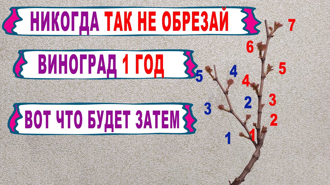 🍇 НЕ ДОПУСКАЙ ЭТУ ОШИБКУ. Никогда ТАК не обрезай осенью виноград 1 год. Обрезка на обратный РОСТ.
