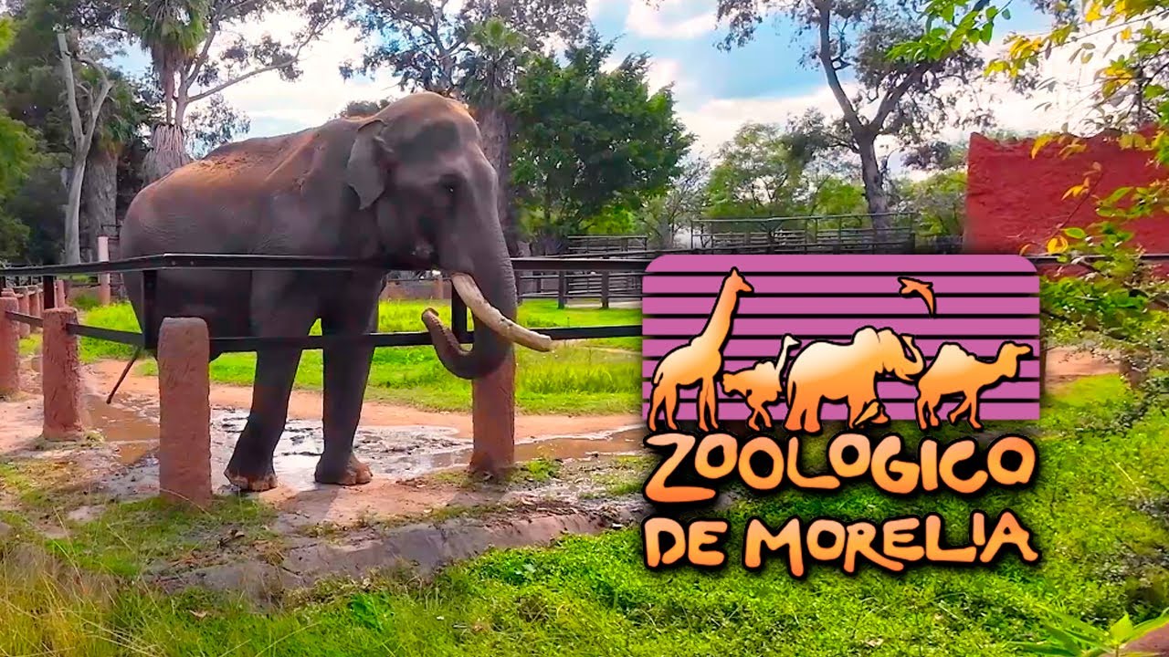 Así es el zoológico de Morelia