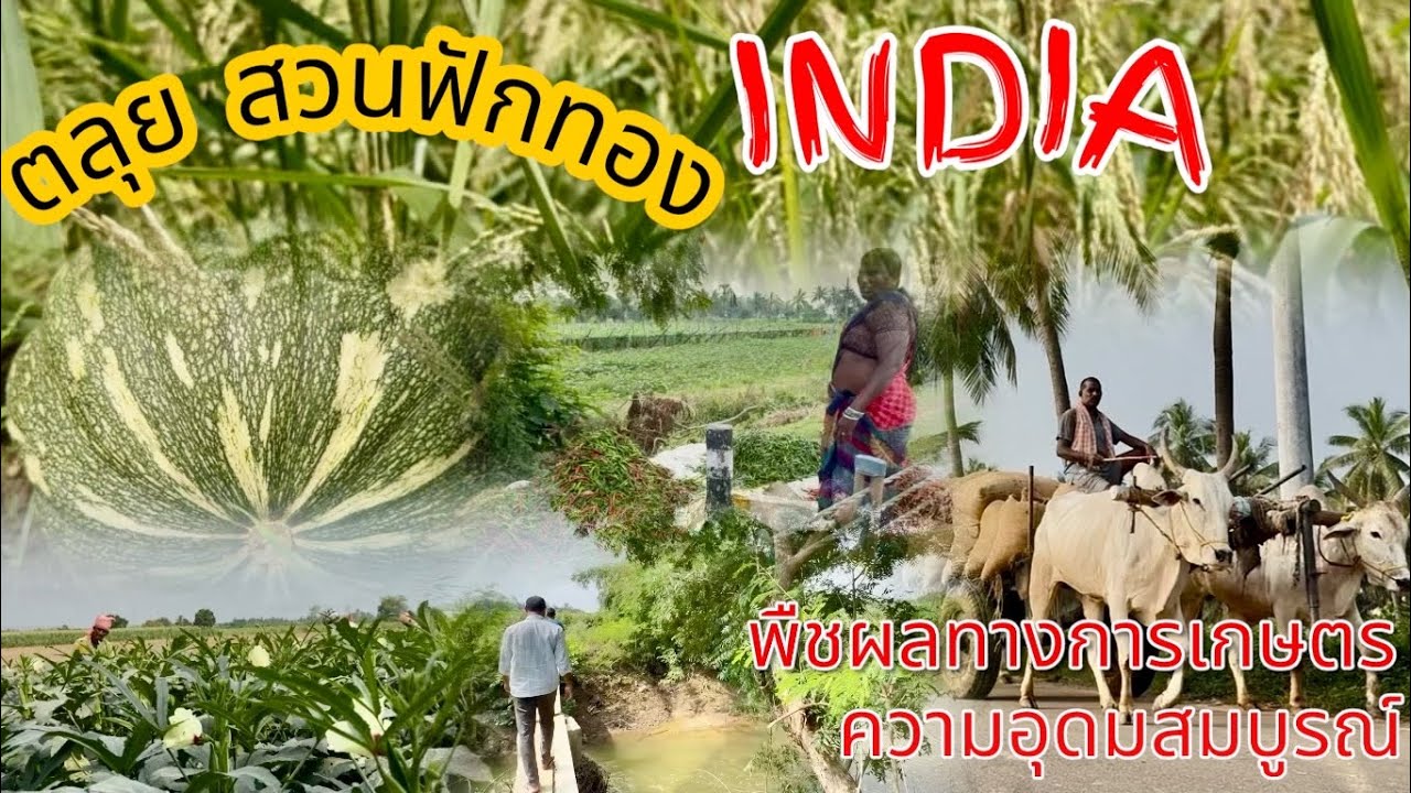 พืชผักทางการเกษตร #อินเดีย #ชนบทอินเดีย 
