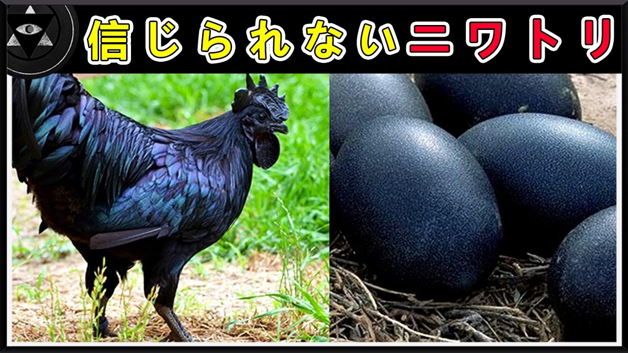 体高1メートル超の巨大鶏から骨まで真っ黒な謎の鶏まで！映像を見なければ絶対に信じられない、世界で最も不思議なニワトリ18種！