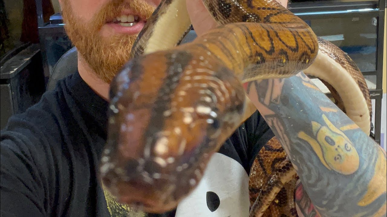 Animal facts - Brazilian Rainbow Boa