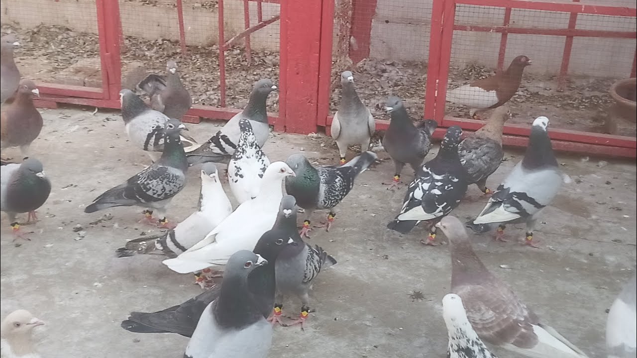 Kabootarbazi (Pigeon ) Ka Shooq اج گولا کبوتر بازی لڑائی کا شوق 