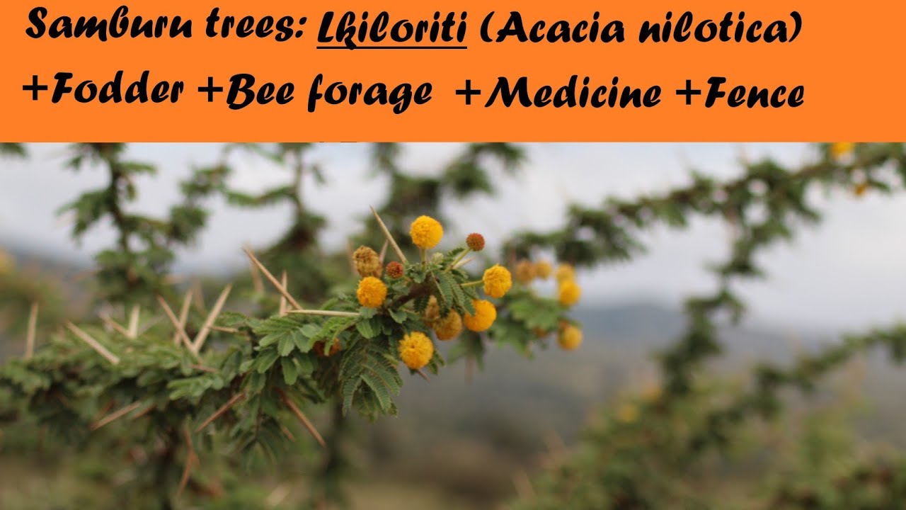 Samburu trees: Lkiloriti (Acacia Nilotica)