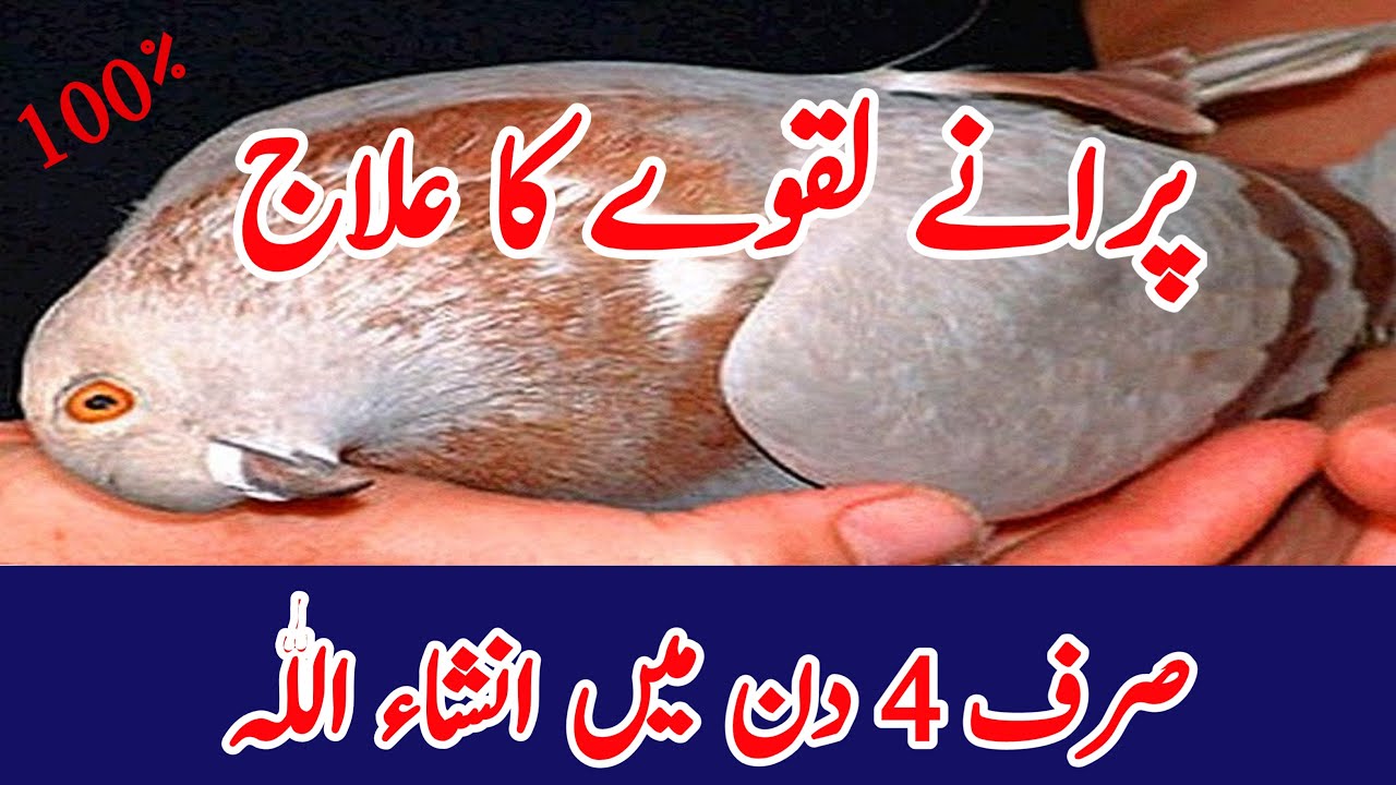 Purany Lakway Ka ilaj | پرانے لقوے کا علاج | Punjab Birds Gallery