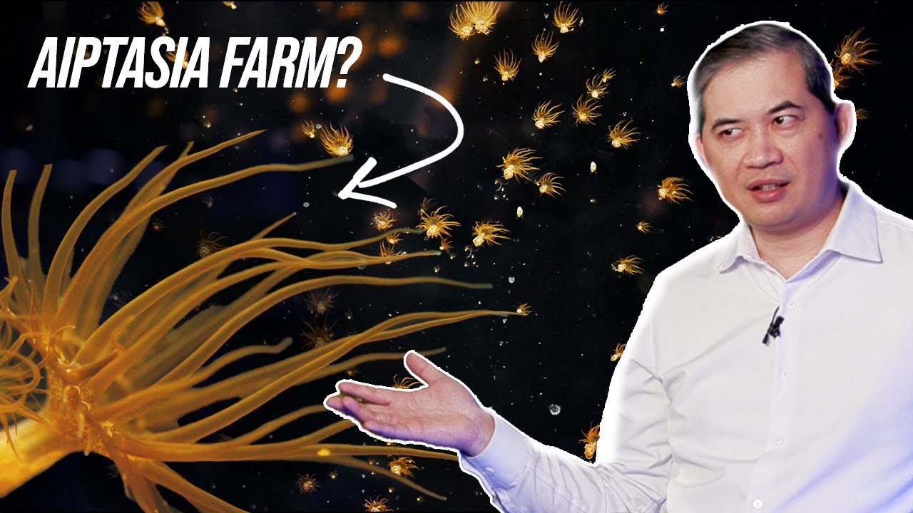 Are we an Aiptasia Farm now? | Tidal Gardens Coral Farm Update - Episode 29