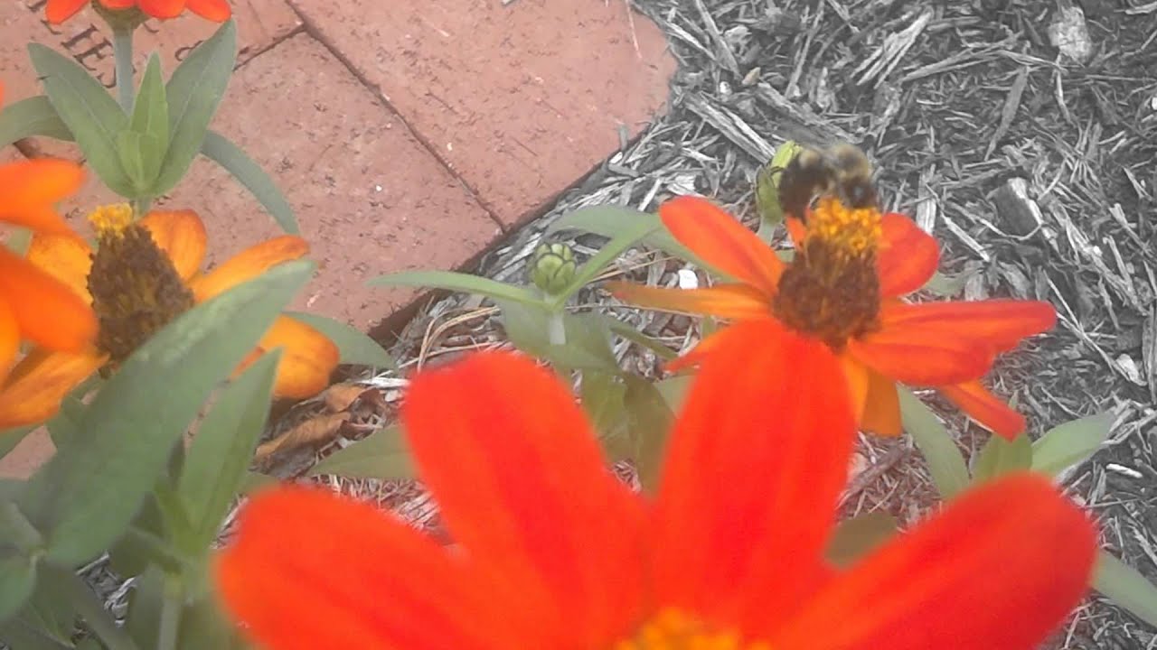 Butterfly and bumblebee are eating nectar.