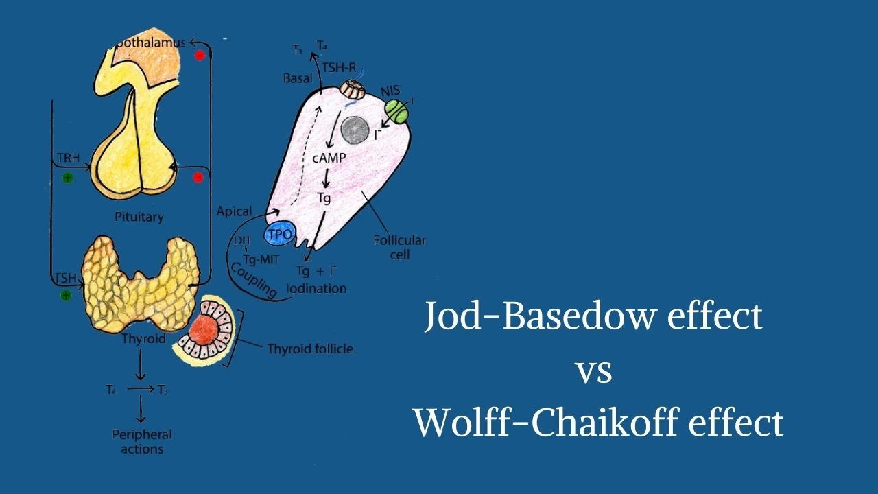 Jod Basedow effect and Wolff Chaikoff effect