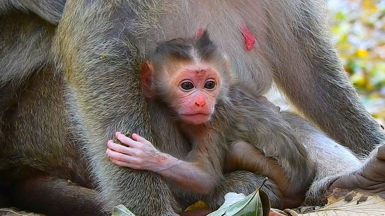 Welcome Newborn & Amazing, Mom Briana gave birth to cute baby Pigtail Feb.06.2026