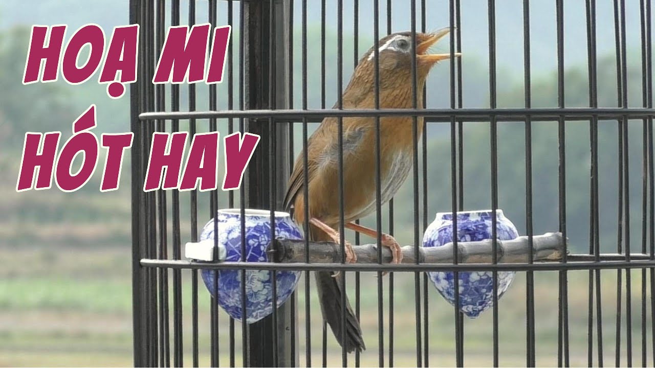 CHIM HOẠ MI HÓT GIỌNG RỪNG CỰC HAY - TIẾNG LUYỆN GIỌNG HOẠ MI HÓT HAY - HOẠ MI HÓT ĐẤU #0374961666