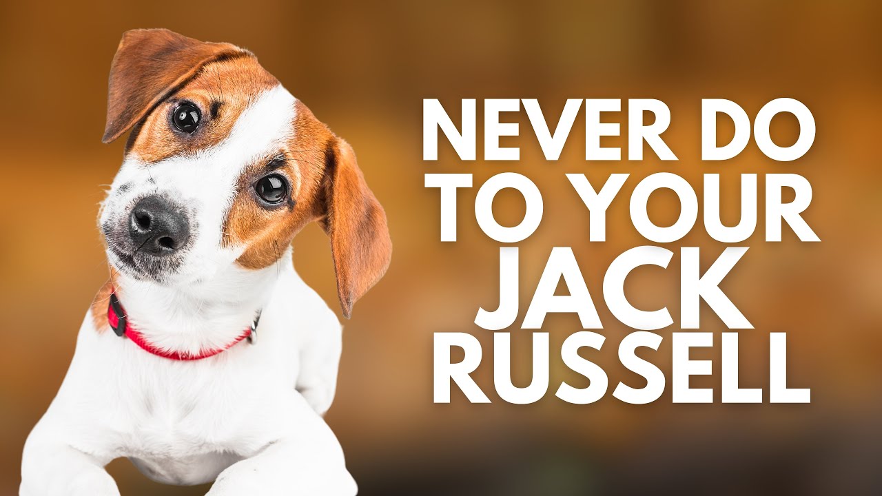5 Things You Must Never Do to Your Jack Russell Terrier
