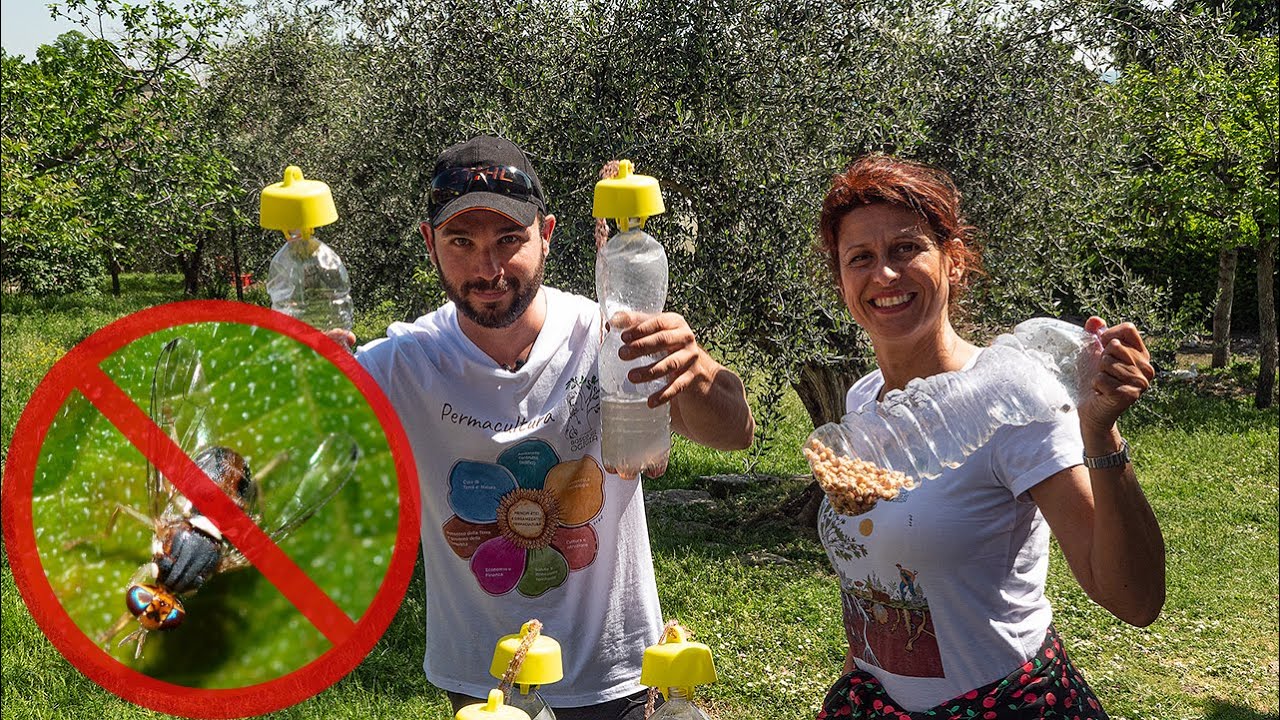 MOSCA dell'OLIVO. Cosa fare? Trappole, rimedi e strategie