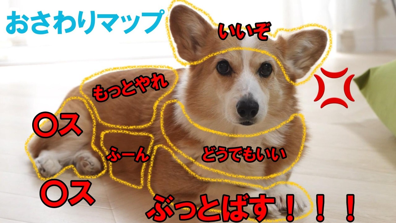 愛犬のおさわりマップやってみたら案の定ぶっとばされそうになった