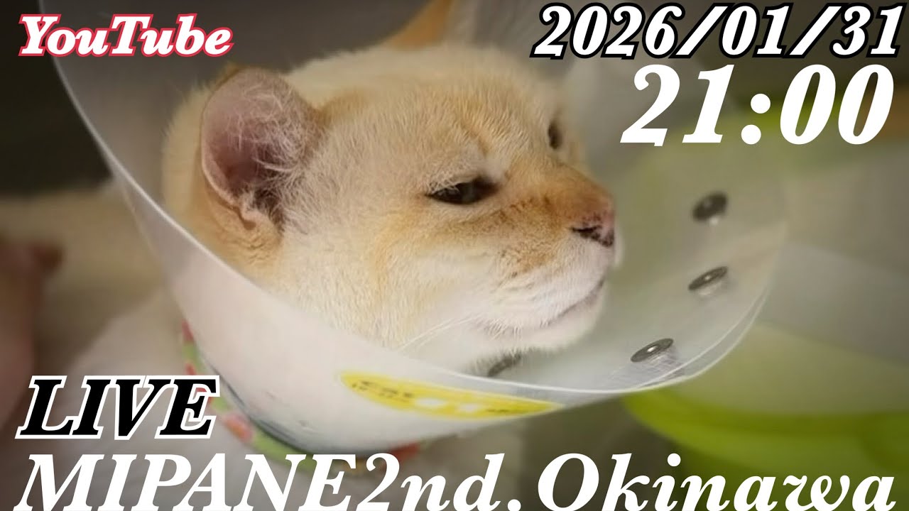 【LIVE】 亡くなった飼い主より託された『ミュウ』再入院・膀胱炎・尿道閉塞・急性腎不全・全国より保護猫の里親大募集中です！