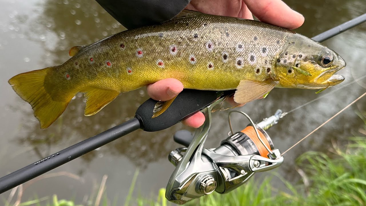 Trout Spinning in Fast Water!