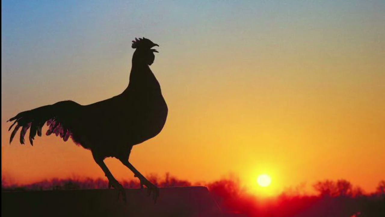 SUARA AYAM BERKOKOK BERSAHUTAN DI PAGI HARI