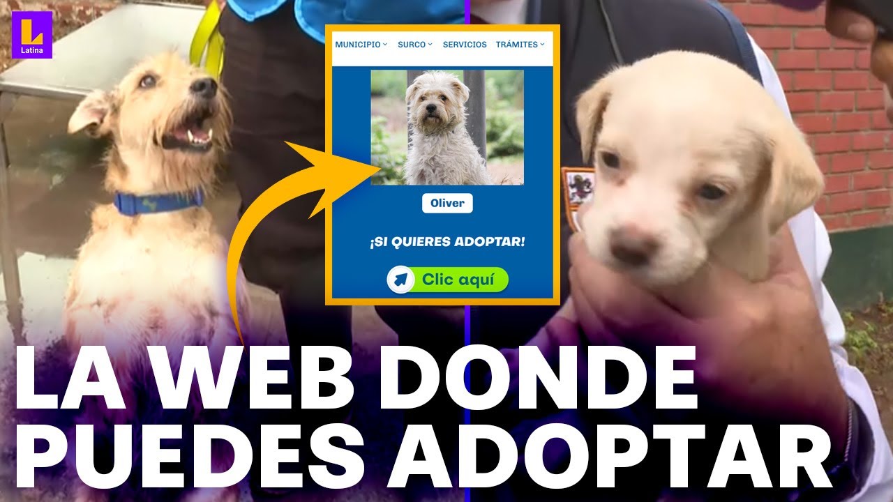 La página web para adoptar mascotas abandonadas: Conoce el albergue de Surco