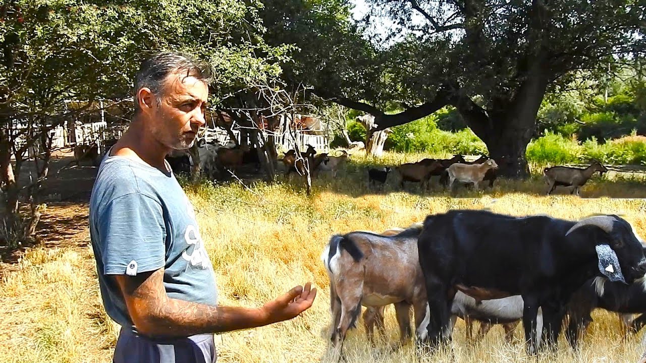 E MAI AVANTAJOS SA CRESTI CAPRE IN LOCUL OILOR? DISCUTII CU GEORGICA LA STANA.JUD.IALOMITA.