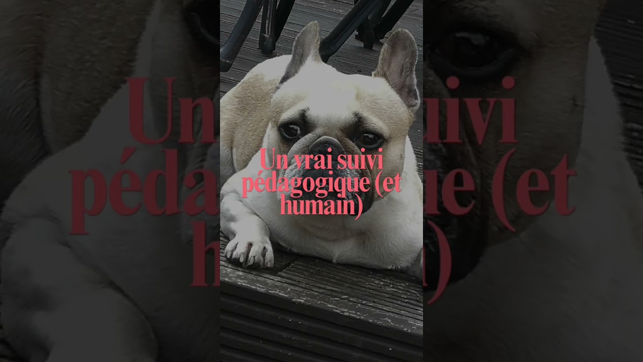 8 raisons pour lesquelles Snob Dog Academy, c’est pas une formation comme les autres 