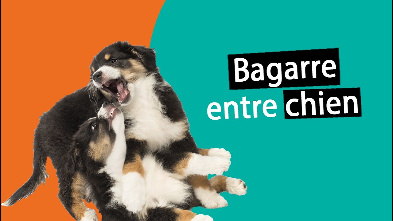 Mes chiens se battent entre eux ! Que faire ? | Dr. COZ