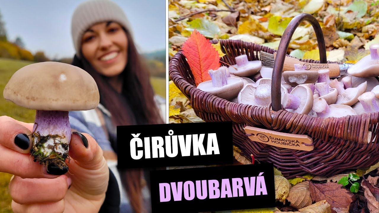 Čirůvka dvoubarvá - výborná podzimní houba!