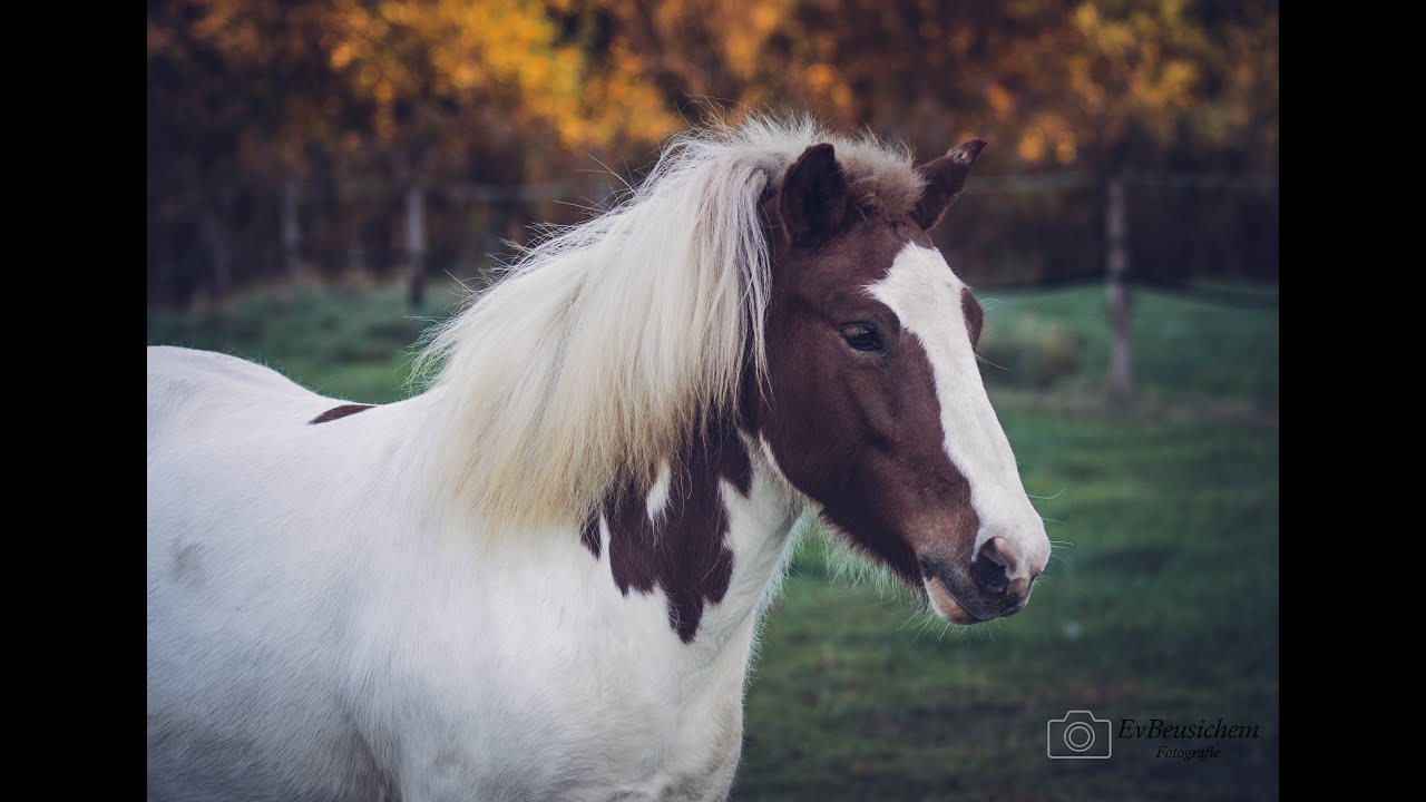 Failed Breeding Of Icelandic Horses , Mare Kicking Stallion