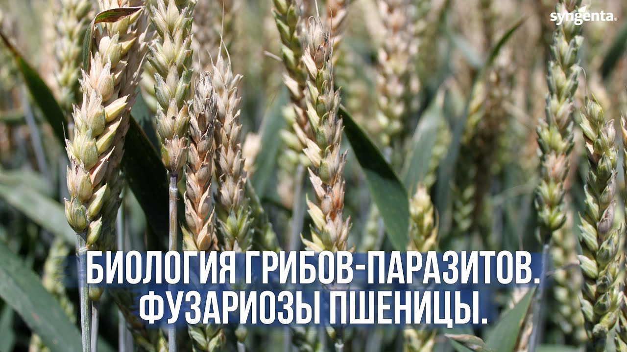 Биология грибов-паразитов. Фузариоз пшеницы (частичная белоколосица или пустоколосица).