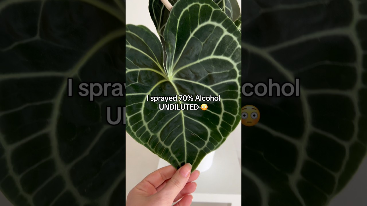 I sprayed 70% alcohol UNDILUTED directly on my Anthurium 😳 