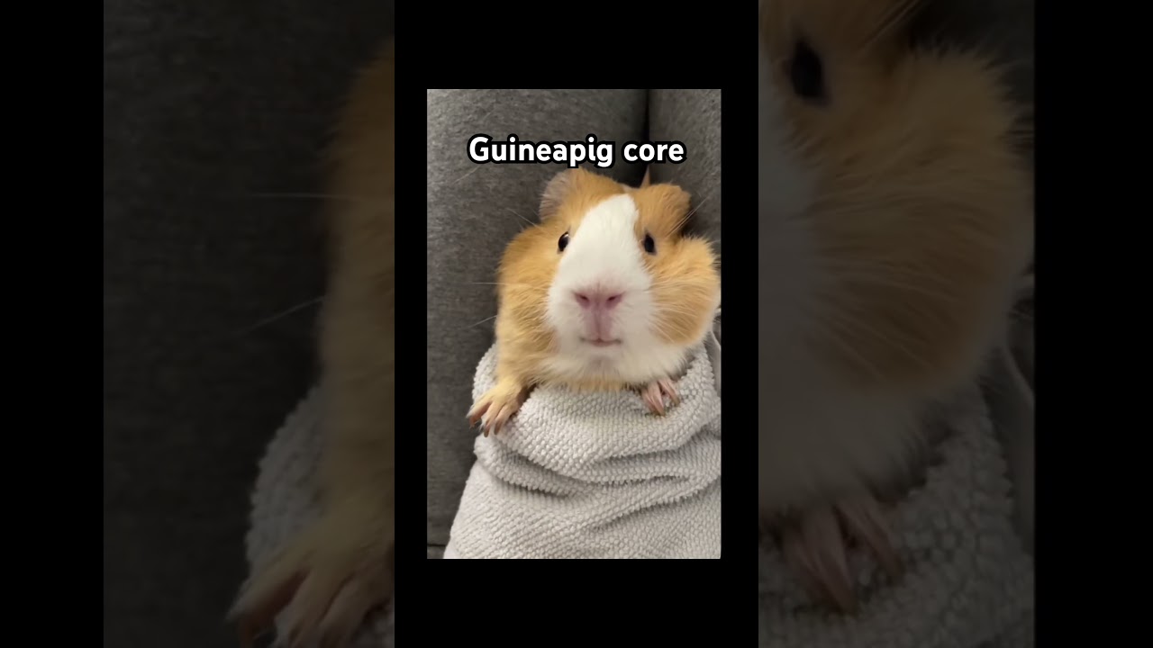 Guineapig core #guineapig #cute