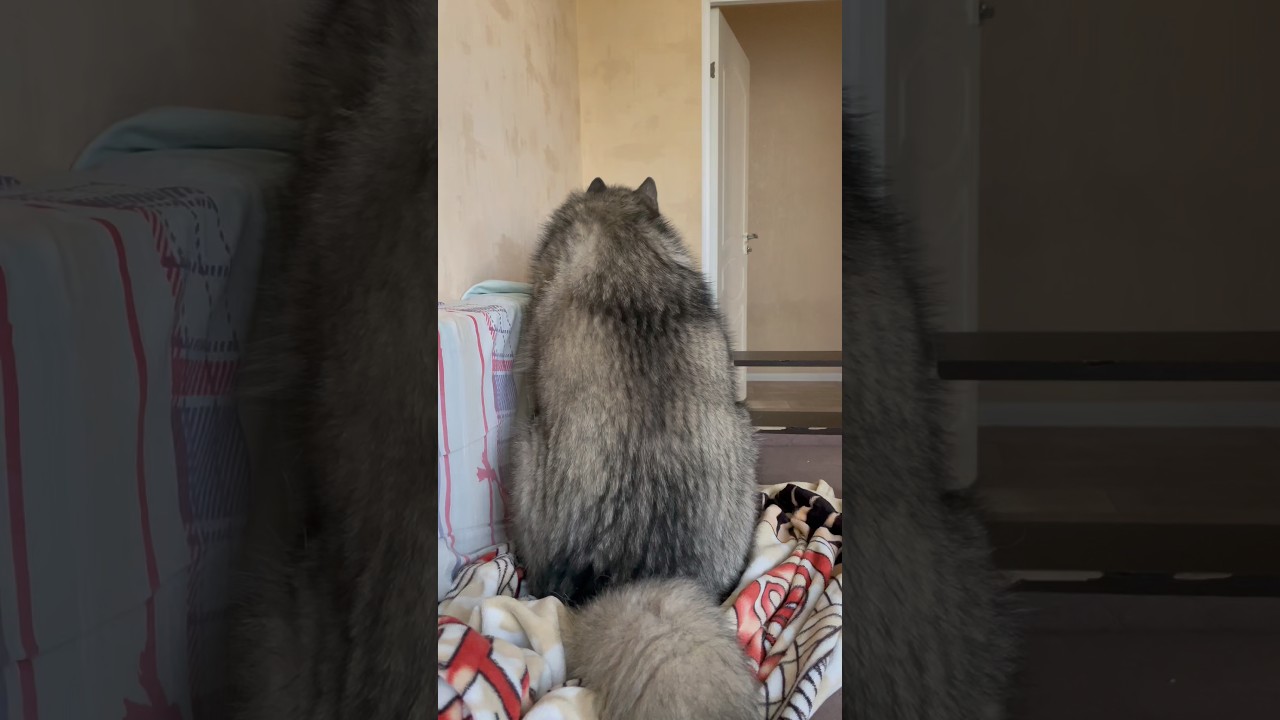 Маленькая драма большого дня🤣