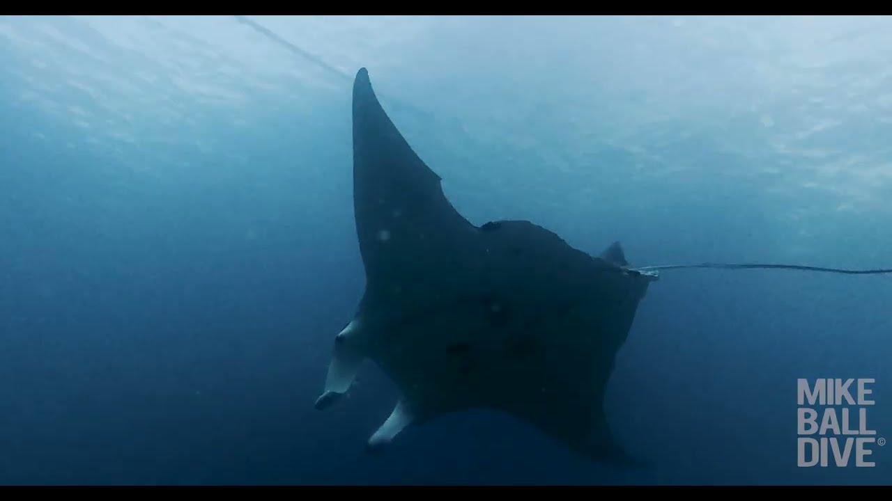 Coral Sea & Cod Hole Expedition | 5 Night Liveaboard Diving with Mike Ball Dive Expeditions