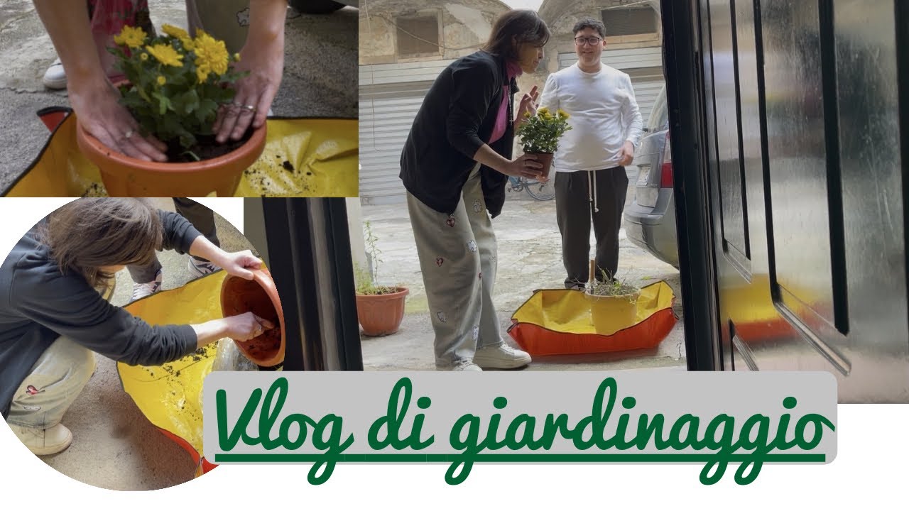 👉 Come piantare crisantemo, patata e pomodoro in vaso | Giardinaggio facile| la mia nuova passione|